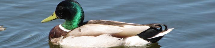 Tiere auf Land und Wasser